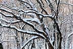 GReat Oak in Winter